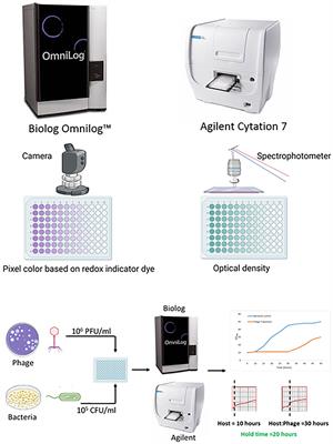 A comparison of phage susceptibility testing with two liquid high-throughput methods